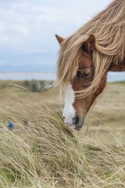 Llanddwyn Pony, UK